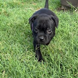 Ms. Purple - Black female Staffordshire Bull Terrier puppy in Montgomery, Texas from KnowJokes Staffordshire Bull Terriers