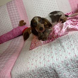 Angelica - Piebald female Dachshund puppy in Lake City, Florida from My Ditzy Doxies of Florida