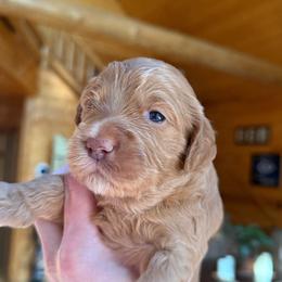 Chanel - Red  female Goldendoodle puppy in Pine Grove, California from Lundee Doodles