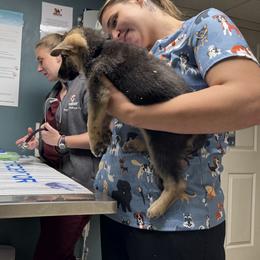 Jaeger-S - Black and tan male German Shepherd puppy in Perkasie, Pennsylvania from Twila Ruth Herot