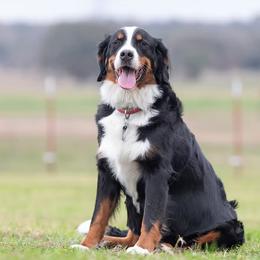 Bernese Mountain Dog puppies from Berner Dynasty