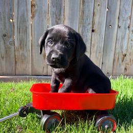 Gunner is - Black male Labrador Retriever puppy in Richfield, Utah from Stormy River Retrievers