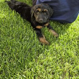 Aussiedoodle and Bernedoodle Puppies from Jupiter Doodles