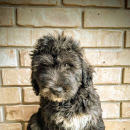 Aussiedoodle, Australian Shepherd, Bernedoodle, Cockapoo, and Poodle Puppies from Sis' Doodles & Poodles
