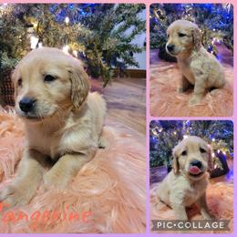Tangerine - Dark golden female Golden Retriever puppy in Greensburg, Kentucky from Southern Springs Goldens