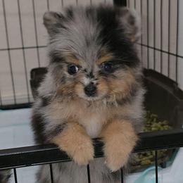 Bo Peep - Blue merle female Pomeranian puppy in Buckeye, Arizona from BL Poms Heaven