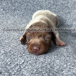 Chocolate Dappled Piebald Girl - Dachshund puppy from Coastal Georgia Miniature Dachshunds