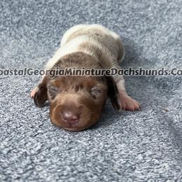 Chocolate Dappled Piebald Girl - Dachshund puppy from Coastal Georgia Miniature Dachshunds