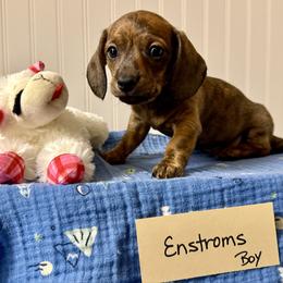 Emstroms - Dapple male Dachshund puppy in Crawford, Colorado from Spotted Doxie Ranch