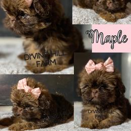 Maple - Chocolate and tan female Shih Tzu puppy in Cullman, Alabama from Divine Hill Farm