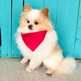 Milo - Pomeranian