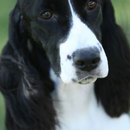 English Springer Spaniel All Grown Up from Kytra's Kennels