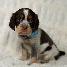 Aqua girl - Tri-Roan female English Springer Spaniel puppy in Fairfield, California from Goldridge Springers