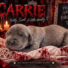 Carrie - Blue female Great Dane puppy in Montgomery, Texas from KD Sweet Southern Danes