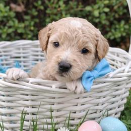 Dustin - Apricot male Goldendoodle puppy in Hendersonville, Tennessee from Ben's Best Buddy Goldendoodles