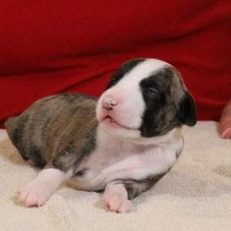 Whippet Puppies from Phasion Whippets Kimberly & Paul Norton Sr.