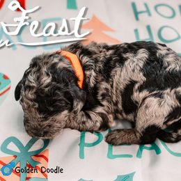 Feast - Merle male Goldendoodle puppy in Maquoketa, Iowa from Nation Goldendoodles