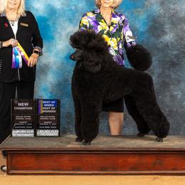 Luna - Poodle