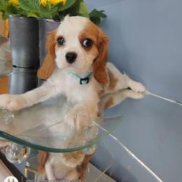 Teddy - Blenheim male Cavalier King Charles Spaniel puppy in Phoenix, Arizona from Royal Desert Cavaliers