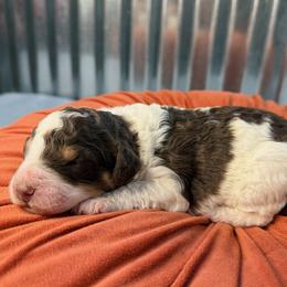 Blizzard - Tri-color male Bernedoodle puppy in Russellville, Arkansas from Crossgate Doodles