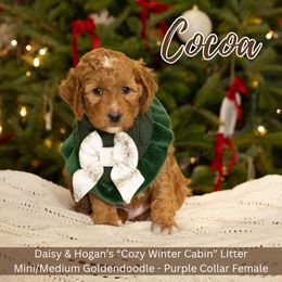 Cocoa - Purple Collar Girl - Red  female Goldendoodle puppy in Meadville, Pennsylvania from Doodle Paws Pups