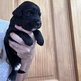 Girl 6 - female Golden Mountain Dog puppy in Wyoming from Great Basin BMD