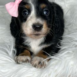 Sara Evans - Black and tan female Dachshund puppy in Payette, Idaho from NT Mini Doxies