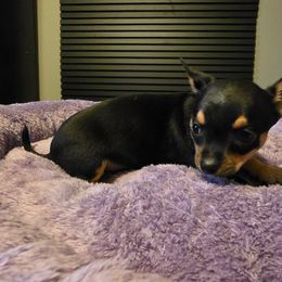 Eclipse - Black and tan Chihuahua puppy in Royal Center, Indiana from Marvelous Chihuahuas