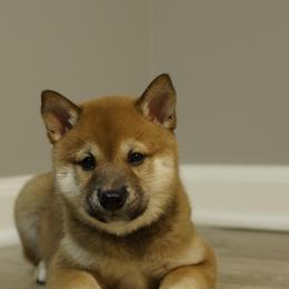 Shiba Inu Puppies from Veronika's Shiba Inus