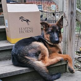 Splash (TRAINED SERVICE DOG) - Black and red German Shepherd puppy in Jamesville, New York from Mark Carfagno's Pups