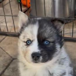 Harvey - Merle male Pomsky puppy in Spring Hill, Florida from PDQ Pomskies