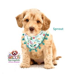 Sprout - Caramel male Australian Labradoodle puppy in Greensboro, North Carolina from Springdale Australian Labradoodles