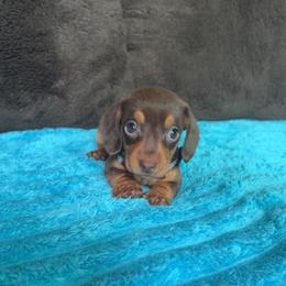 Jolene - Fawn (Isabella) female Dachshund puppy in Grass Valley, California from Mis Doxie