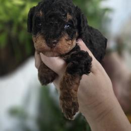 Woody - Phantom male Bernedoodle puppy in Decatur, Tennessee from Diamond's Doodles
