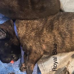 Royal Blue - Black brindle male Dutch Shepherd puppy in Raceland, Louisiana from Fontana Farm