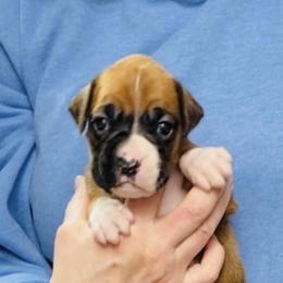 Pink - Fawn female Boxer puppy in Butler, Pennsylvania from Schaible's Boxer Huddle