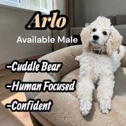 Arlo - Cream male Poodle puppy in Baltimore, Maryland from Steinrock’s Standards