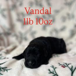Vandal - Black male Labrador Retriever puppy in Puyallup, Washington from 12 Door Farm Labradors
