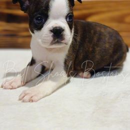 Ariel - Brindle and white female Boston Terrier puppy in Lead Hill, Arkansas from Bull Shoals Bostons