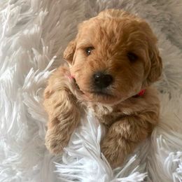 Labradoodles from Revasdoodles