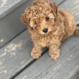 Poodle Puppies from Breahna Snay