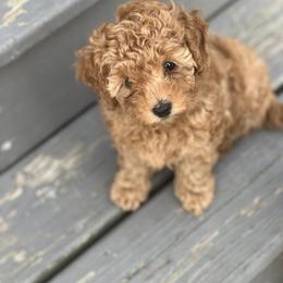Poodle Puppies from Breahna Snay