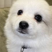American Eskimo Dogs from Alejo Eskies