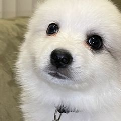 American Eskimo Dogs from Alejo Eskies