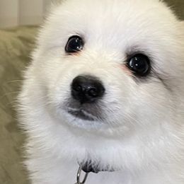 American Eskimo Dogs from Alejo Eskies