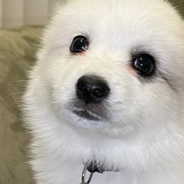 American Eskimo Dogs from Alejo Eskies