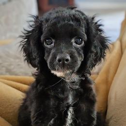 Poppy - Black and white female Cockapoo puppy in Dayton, Ohio from L&L Cockapoos