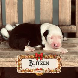 Blitzen - Gray and white male Old English Sheepdog puppy in Cleveland, Tennessee from Narrow Path Old English & Sheepadoodles