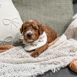 Khaki color - Red  male Goldendoodle puppy in Spokane, Washington from Dream Doodles in Spokane WA