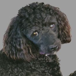 Oreo - Poodle
